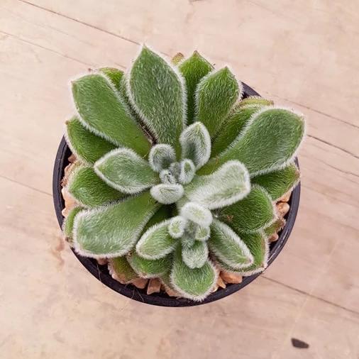 doris taylor succulent Echeveria Doris Taylor – Mick's Succulents