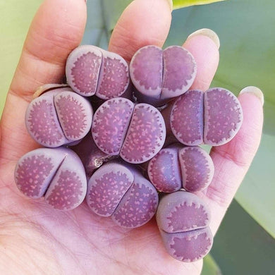 Lithops Sato's Violet