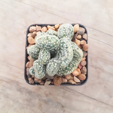 Mammillaria elongata 'Cristata' aka Brain Cactus