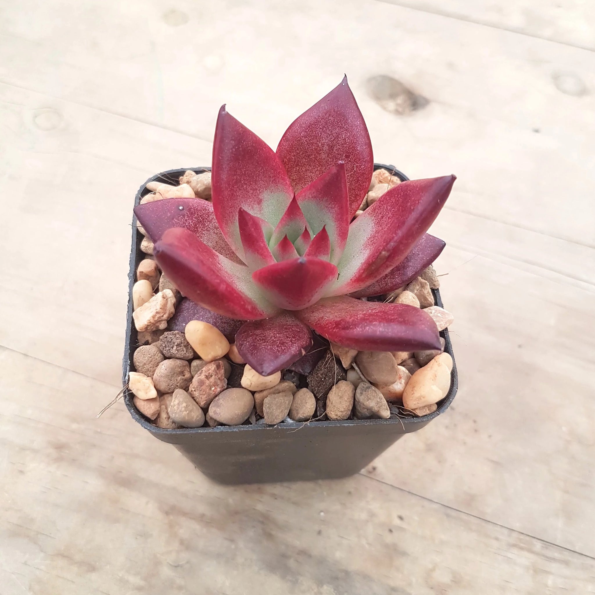 romeo rubin succulent Echeveria agavoides Romeo Rubin – Mick's Succulents