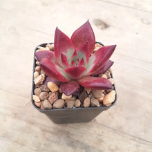 Load image into Gallery viewer, Echeveria agavoides Romeo Rubin