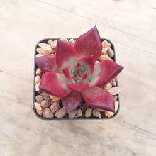 Load image into Gallery viewer, Echeveria agavoides Romeo Rubin
