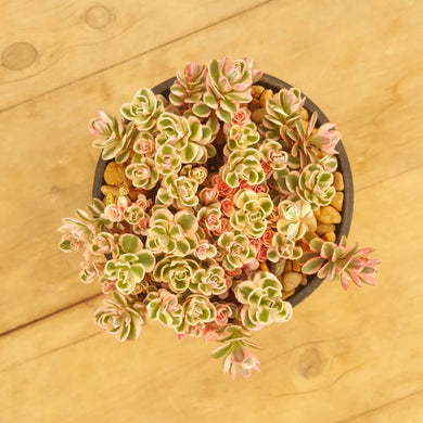 Sedum Tricolour