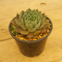 Load image into Gallery viewer, Sempervivum Blue Boy