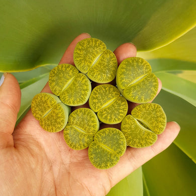 Lithops Leslie Albinica