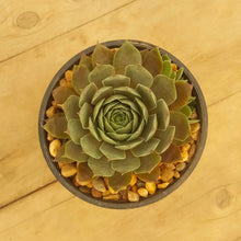 Load image into Gallery viewer, Sempervivum Blue Boy