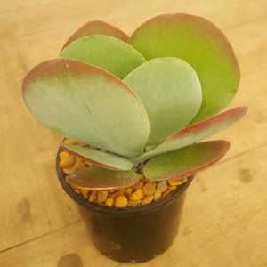 Kalanchoe luciae Flap Jacks