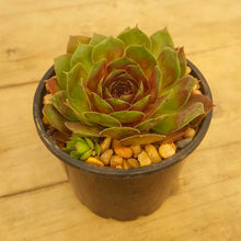Load image into Gallery viewer, Sempervivum Granby