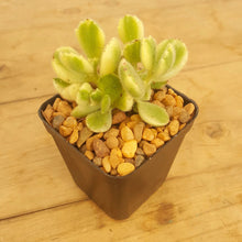 Load image into Gallery viewer, Cotyledon tomentosa White Variegated - Bear&#39;s Paw