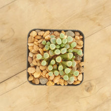 Load image into Gallery viewer, Fenestraria rhopalophylla - Baby Toes