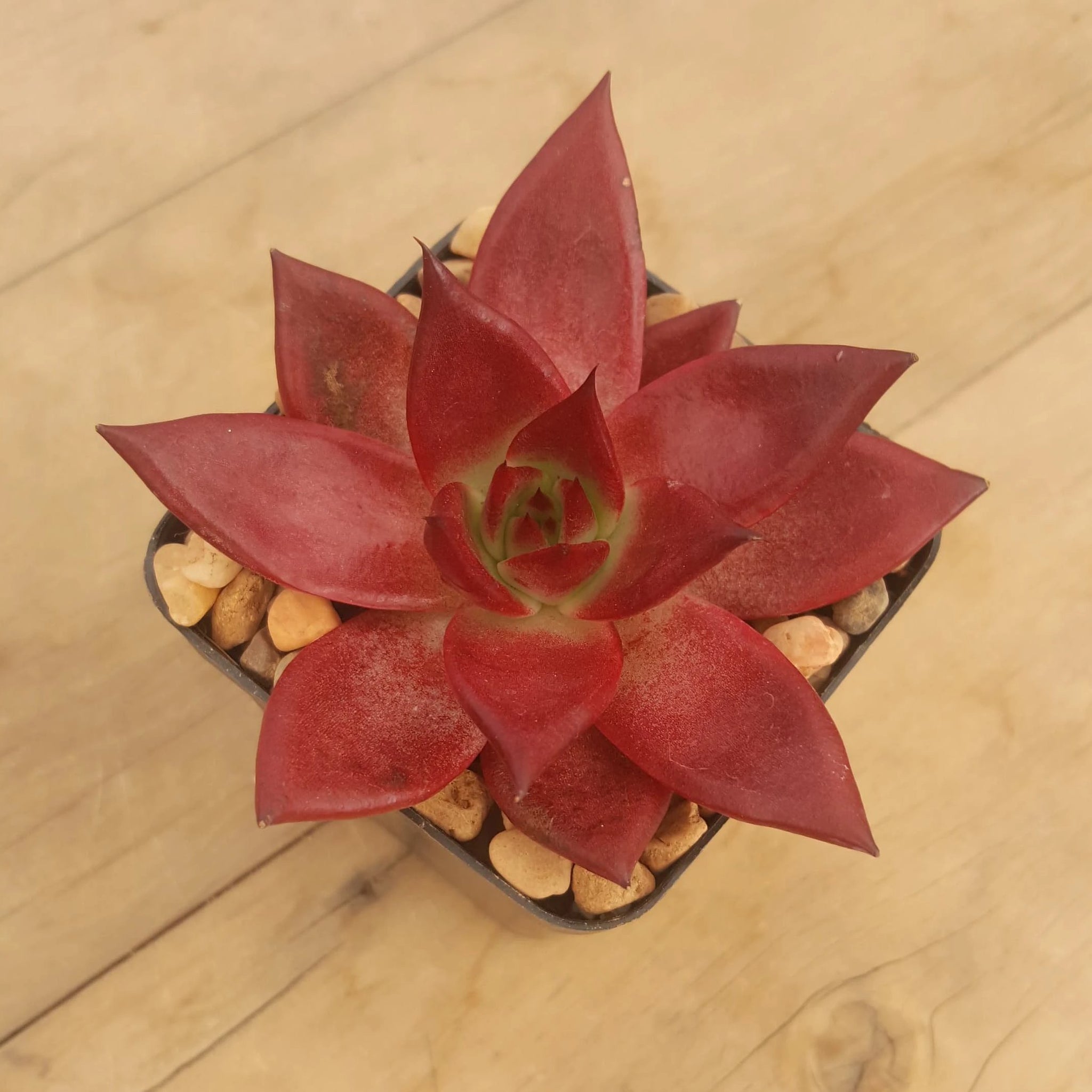 romeo rubin succulent Echeveria agavoides Romeo Rubin – Mick's Succulents