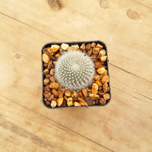 Load image into Gallery viewer, Rebutia muscula