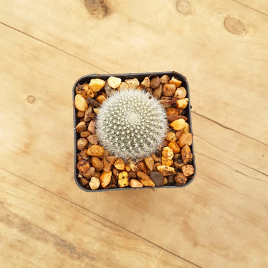 Rebutia muscula