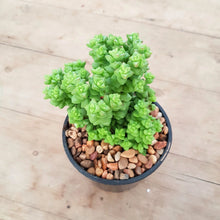 Load image into Gallery viewer, Crassula Tom Thumb