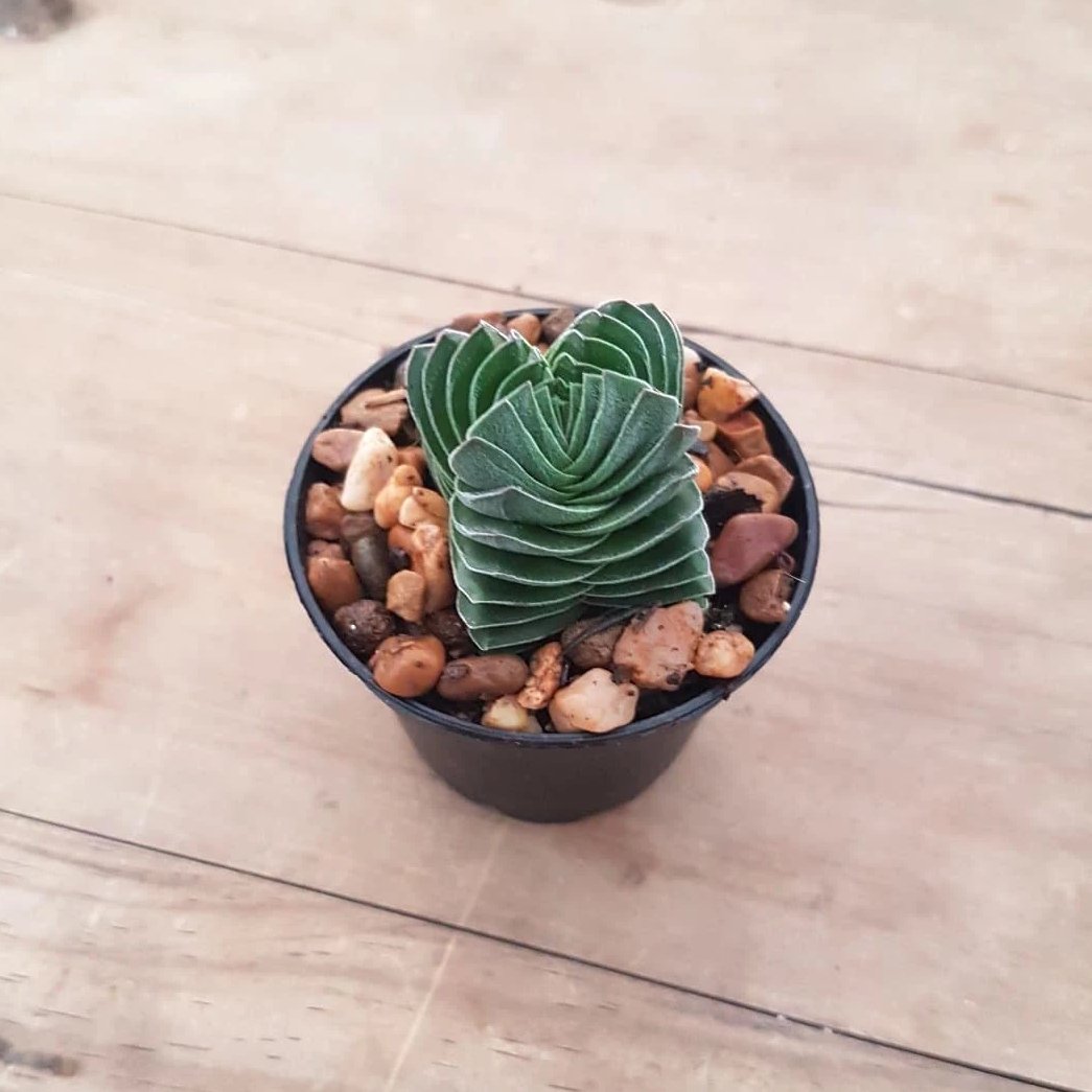 buddha's temple succulent australia Crassula Buddha's Temple – Mick's Succulents