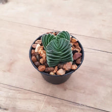 Load image into Gallery viewer, Crassula Buddha&#39;s Temple