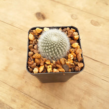 Load image into Gallery viewer, Rebutia muscula