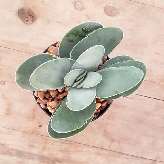 crassula dubia succulent Crassula Dubia – Mick's Succulents