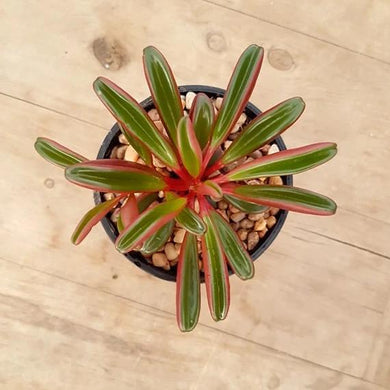 Peperomia graveolens
