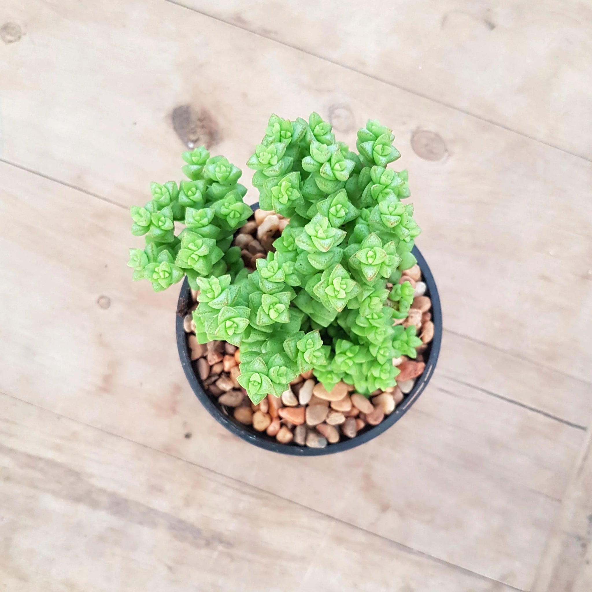 tom thumb succulent Crassula Tom Thumb – Mick's Succulents