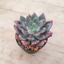 Load image into Gallery viewer, Echeveria Bella Rouge