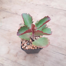 Load image into Gallery viewer, Kalanchoe sexangularis