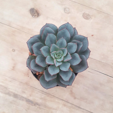 Echeveria Moranii