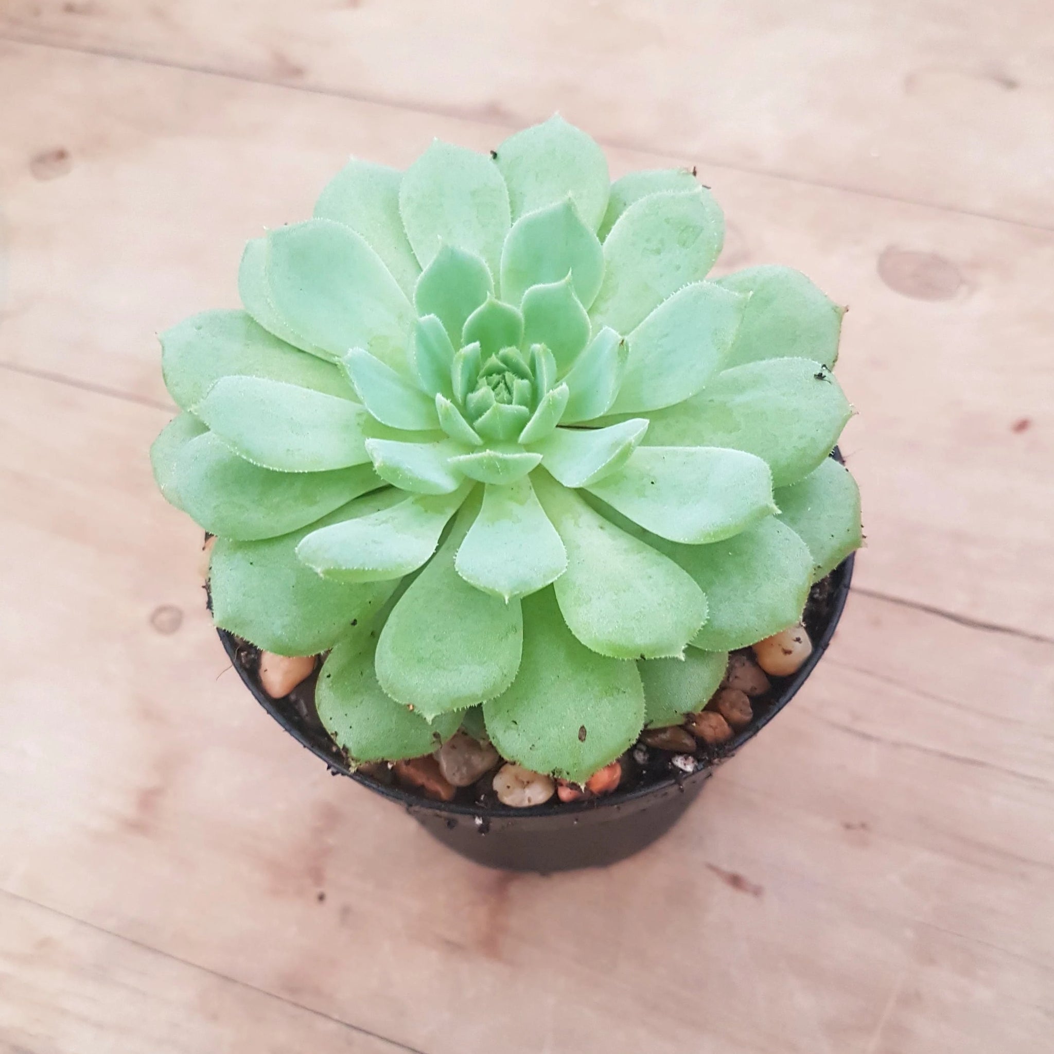 dondo succulent Echeveria Dondo – Mick's Succulents