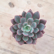 Load image into Gallery viewer, Echeveria Bella Rouge