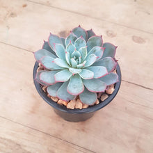 Load image into Gallery viewer, Echeveria laulensis