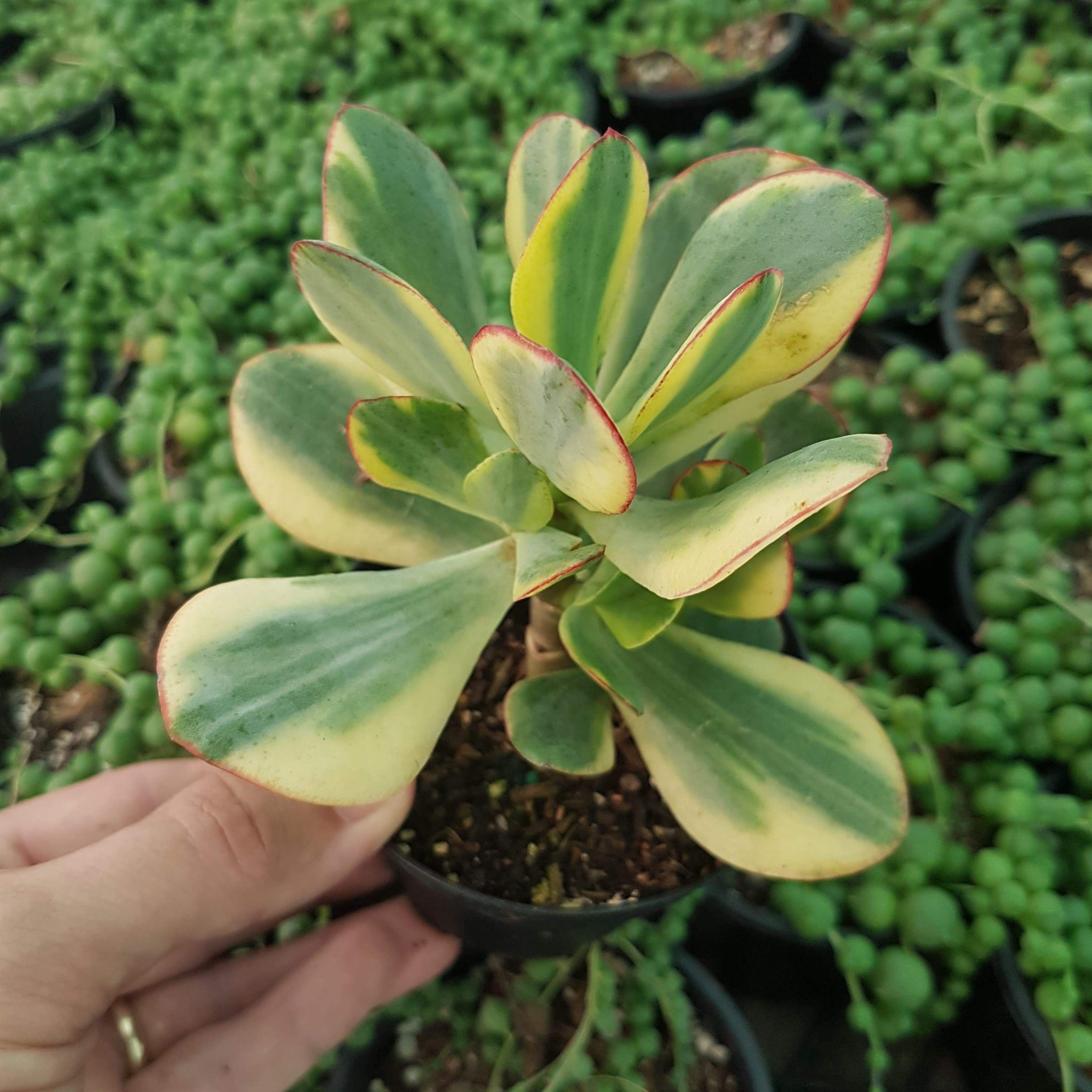 crassula blue bird succulent Crassula Bluebird Variegated – Mick's Succulents
