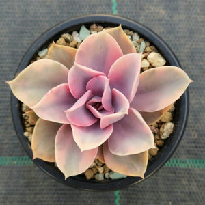 Echeveria West Rainbow