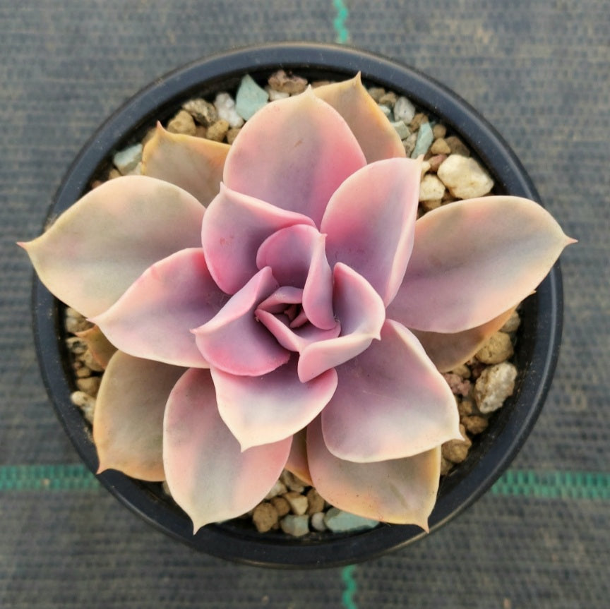 west rainbow succulent Echeveria West Rainbow – Mick's Succulents