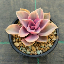 Load image into Gallery viewer, Echeveria West Rainbow