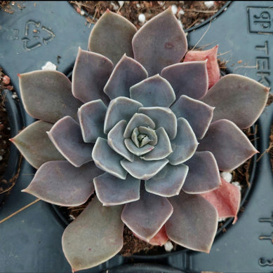 Echeveria Linda Jean